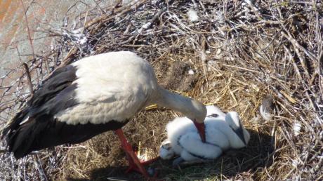 Jetzt ist es zu sehen: Vor gut zwei Wochen ist in Gennach ein Storch geschlüpft. Ein weiteres Ei konnte sich offenbar nicht entwickeln.  	