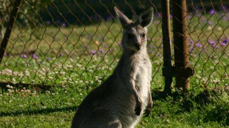 Aus den Stauden wurde in den vergangenen Tagen schon zweimal eine Känguru-Sichtung gemeldet.