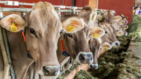 Seit Jahren will ein Gennacher Landwirt seinen Milchviehbetrieb erweitern. Doch die Gemeinde setzte sich für den Erhalt von Grünflächen ein. 