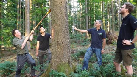 Christoph Pascher, Simon Brandner, Philipp Hanner und Lorenz Hochhauser (von links) erklären an befallenen Bäumen die Merkmale des Borkenkäfers.  	
