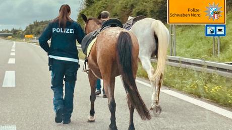 Den Ausflug von zwei Pferden auf die B17 beendete die Polizei am Mittwoch mit einem beherzten Abführen. 