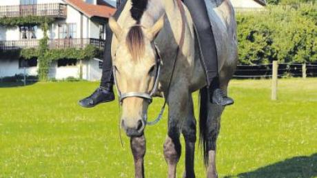 Alexandra Riegel auf ihrem Pferd Cowboy, mit dem sie beim VWB-Westernturnier in Thierhaupten gewonnen hat. Bei der Weltmeisterschaft dürfen die Teilnehmer nicht mit ihren eigenen Pferden antreten.  