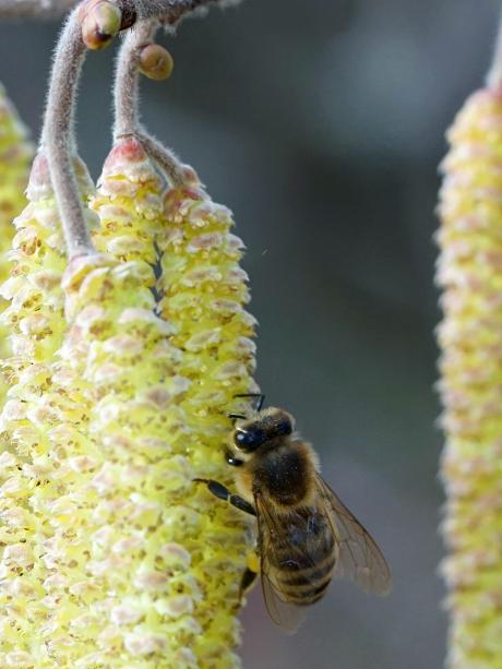 Portrat Weltbienentag Das Leben Der Bienen Ist Kein Honigschlecken Augsburger Allgemeine
