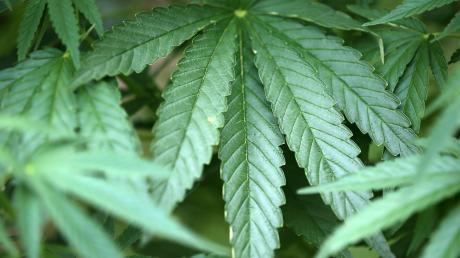 Mehrere Cannabispflanzen haben Polizisten in einem Mönchsdegginger Ortsteil entdeckt.