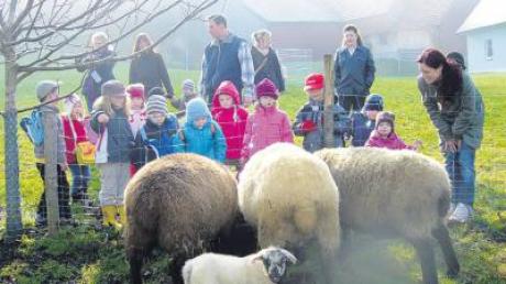 Die Kleinen vom Villenbacher Spatzennest waren begeistert von den großen und kleinen Schafen, die sie bei ihrer Wanderung antrafen. 