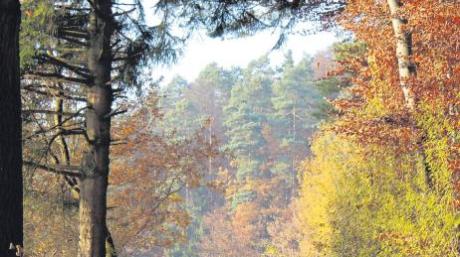 „Herbstwald am Lerchenberg“ nannte Helmut König dieses Bild. Damit gewann er knapp vor seinen Konkurrent(innen) den Fotowettbewerb der Villenbacher Motive. 