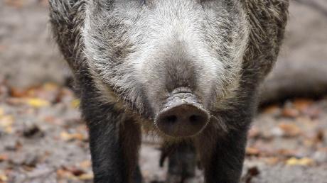 Ein Wildschwein wurde bei einem Unfall in der Nacht zum Samstag bei Wertingen überfahren und dabei getötet.