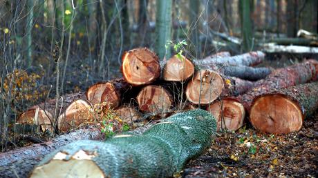 Oberelchingen - Forstarbeiten - Baum - Bäume - Baumfällung - Baumfällungen - Wald - Waldarbeit - Waldarbeiten