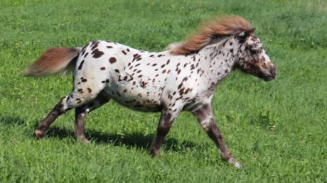 Es tobt gerne und es hat rote Haare: Seinem Namensvetter ist das Pony „Pumuckl“ durchaus ähnlich.