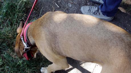 Hundebesitzer werden gebeten aufzupassen. In Bopfingen wurden zwei präparierte Kauknochen gefunden, in denen Rasierklingen steckten.