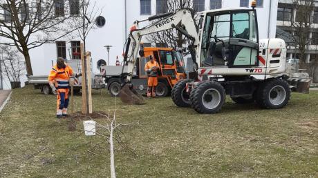 Im kleinen Wertinger Stadtpark nahe des Landwirtschaftsamtes hat der Betriebshof mehrere Bäume gepflanzt, welche dem Klimawandel besonders gut standhalten sollen: Tulpenbaum, Judasbaum und Eisenholzbaum.  	