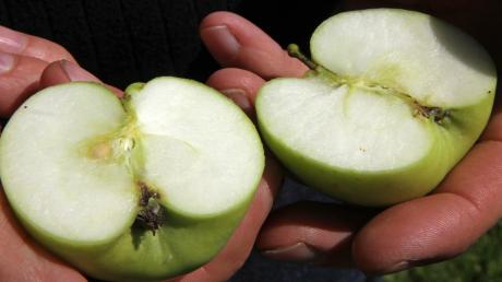 In diesem Jahr sind sie eine Seltenheit – frische Äpfel vom Baum. Es gibt zwei Gründe, warum die Ernte schlecht ausfällt. Das wiederum wirkt sich auf den Betrieb in den Mostereien im Landkreis aus. 