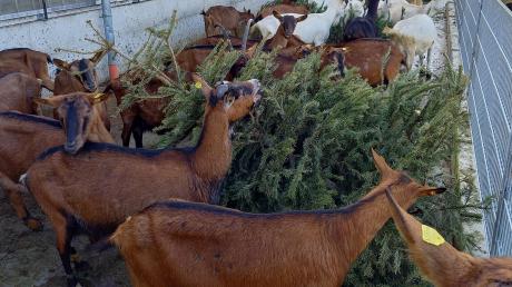 Hier gibt es für die Bio-Ziegen nichts zu meckern. Die Tiere auf dem Hof in Geratshofen knabberten die Christbäume ab, die der Burschenverein Laugna gesammelt hatte. 