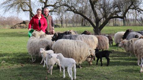 Gerd und Caroline Klein betreiben eine Schäferei als Hobby. Mit ihren Schafen tragen sie aktiv zum Naturschutz bei. 