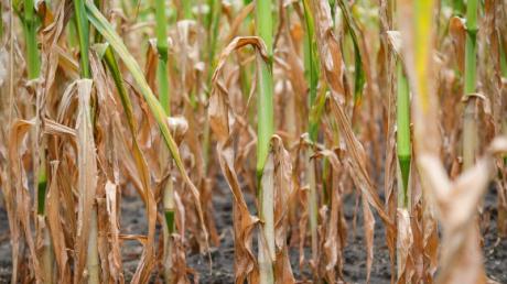 Maispflanzen leiden unter der Dürre. Grünen-Parteichef Robert Habeck rechnet mit massiven Ernteausfällen.