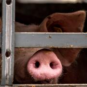 In einem Betrieb in Baden-Württemberg kam es zu einem Schweinepest-Ausbruch.