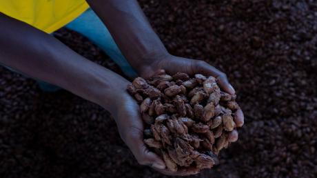 Bei der Ernte von Kakao- und Kaffeebohnen arbeiten noch immer viele Kinder, weil sie für die Familie mitverdienen müssen. 	