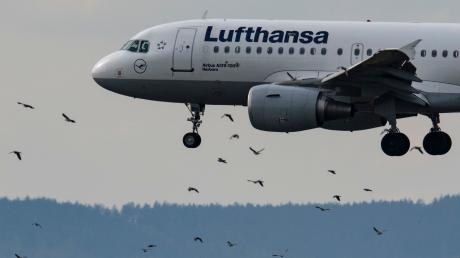 Eine Passagiermaschine der Lufthansa vom Typ Airbus A319-100 landet auf dem Flughafen in Frankfurt.