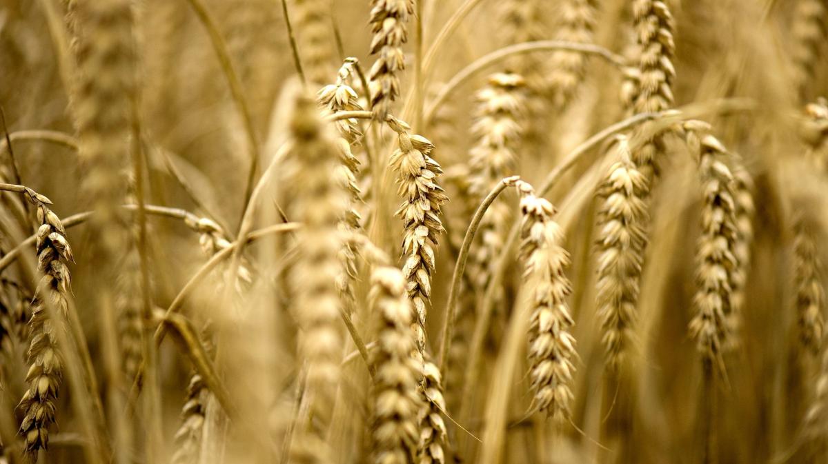 #Krieg in der Ukraine: UN-Welternährungsprogramm fordert Korridorlösung für ukrainische Getreide-Produktion