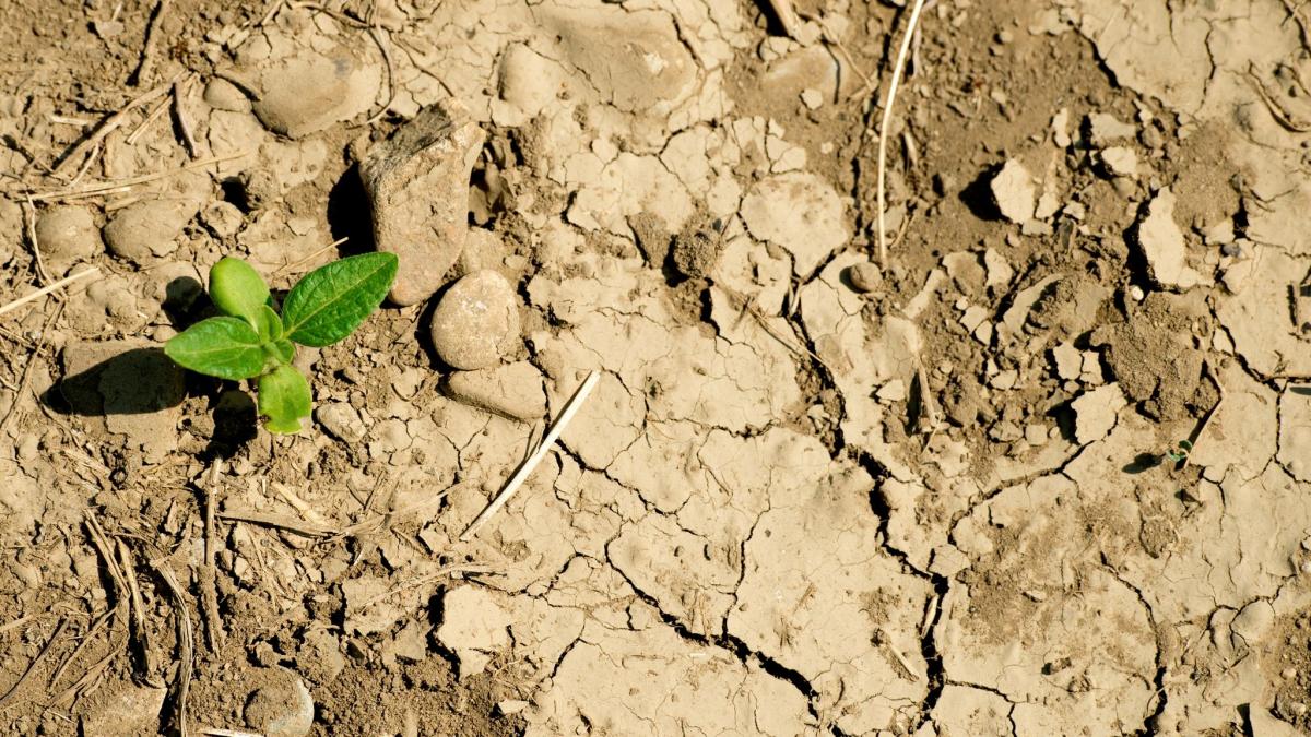 #Klima: Landwirtschaft besorgt – wo bleibt der Regen?