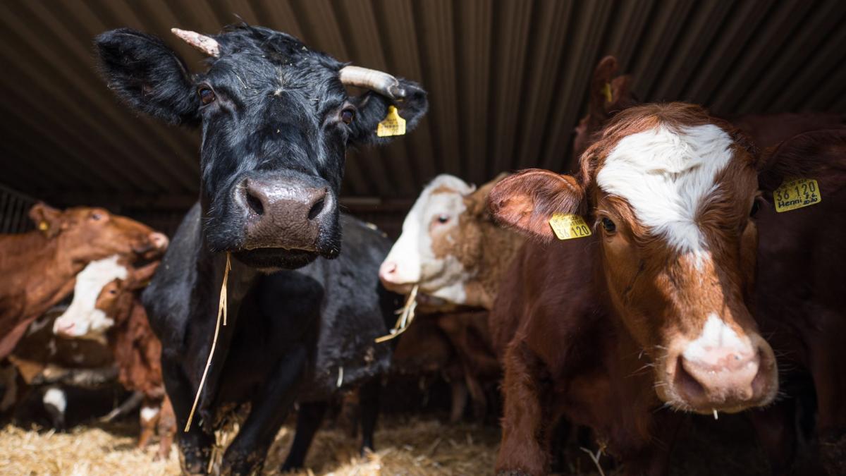#Landwirtschaft: WWF: EU ist teurer Supermarkt statt Kornkammer der Welt