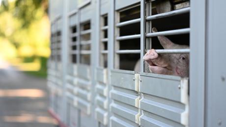 In einem schweinehaltenden Betrieb im Landkreis Emsland ist die Afrikanische Schweinepest (ASP) nachgewiesen worden.