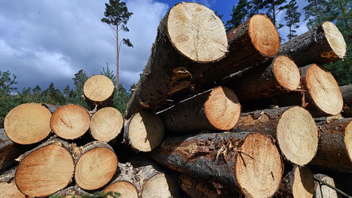 #Kriminalität: Mehr Kontrollen gegen Holzdiebstahl im Wald
