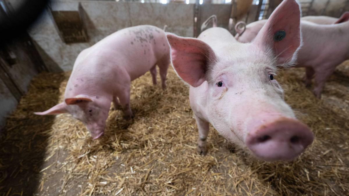 #Umfrage: Mehrheit akzeptiert höhere Fleischpreise für mehr Tierwohl