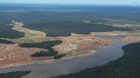 Gut 140 Organisationen machen sich für ein verschärftes Gesetz zum Schutz des Regenwaldes stark.