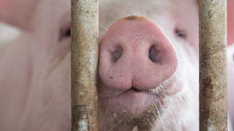 Das Agrarministerium hat für den "Tierwohl-Cent" ein Konzept für eine Verbrauchssteuer auf Fleisch und Fleischprodukte erarbeitet. Entschieden ist damit allerdings noch gar nichts.