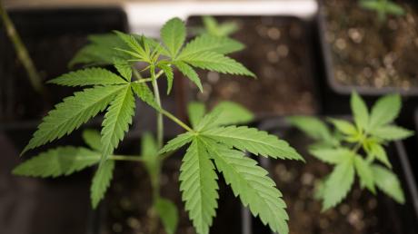 Erlaubt wird mit dem neuen Cannabisgesetz, der Besitz von bis zu 25 Gramm getrockneten Pflanzenmaterials zum Eigenkonsum.
