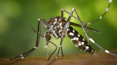 Eine weibliche Asiatische Tigermücke (Aedes albopicts).