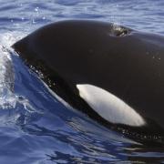 Orcas haben in der Straße von Gibraltar eine Jacht versenkt.