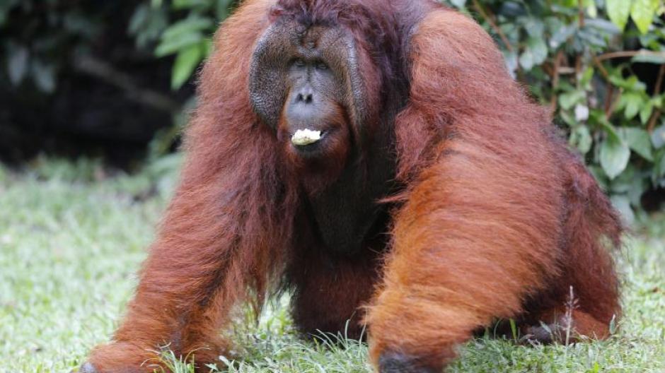 Bedrohte Tierart: Warum Orang-Utan-Mischlinge kaum überleben