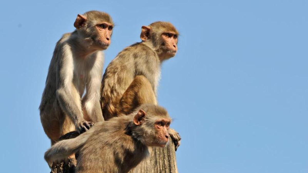 #Homosexualität steigert Fortpflanzungserfolg dieser Affen