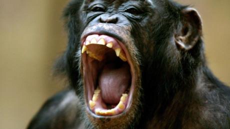 Auf Mallorca sind Affen aus einem Zoo ausgebrochen und sollen sich aggressiv verhalten haben