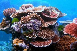 Die globale Erwärmung macht den Korallenriffen schwer zu schaffen. In ihnen wohnen viele Lebewesen. Im Hamburger Tierpark gibt es auch ein Korallenriff.