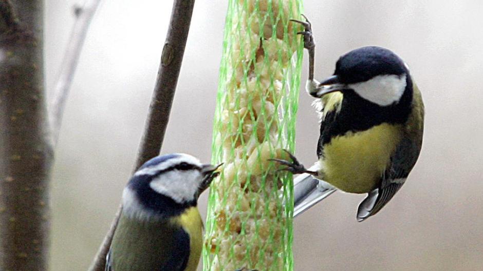 Vögel ganzjährig füttern