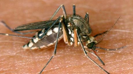 Umherschwirrende Mücken stören vor allem im Sommer. Doch wo bleiben die Plagegeister im Winter ab? 