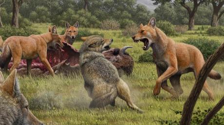 Die Illustration zeigt ein Rudel Canis dirus, die ihre Bisonbeute fressen, während sich zwei graue Wölfe (Canis lupus) nähern.