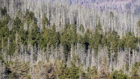 Ein Waldstück mit abgestorbenen Fichten an den Hängen des Brockens. Die Nadelbäume sind vom Borkenkäfer befallen, dazwischen noch grüne Nadelbäume.