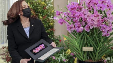 US-Vizepräsidentin Kamala Harris posiert neben Papilionanda Kamala Harris während einer Orchideentaufe. Singapur hat anlässlich des Besuchs von US-Vizepräsidentin Kamala Harris eine Orchidee nach der demokratischen Politikerin benannt.