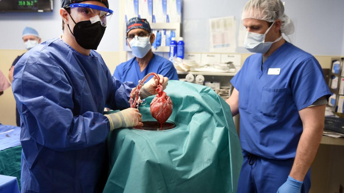 #Medizin: Tod von Patient mit Schweineherz: Forschung soll weitergehen