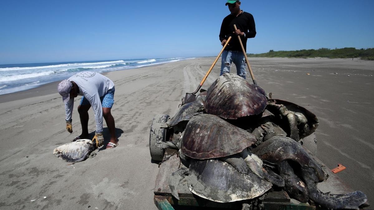 #Mexiko: Hunderte Meeresschildkröten in Fischernetzen verendet