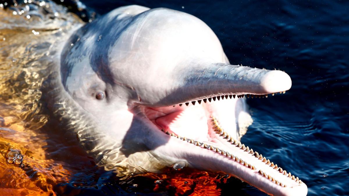 #Umwelt: Sinkende Tierbestände: „Verlieren unsere Lebensgrundlage“