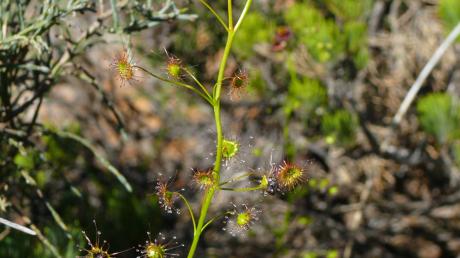Die neue entdeckte Art Drosera atrata (Schwarzer Sonnentau). Ein deutsch-australisches Wissenschaftsteam hat neue fleischfressende Pflanzen entdeckt - mit Hilfe des Internets.