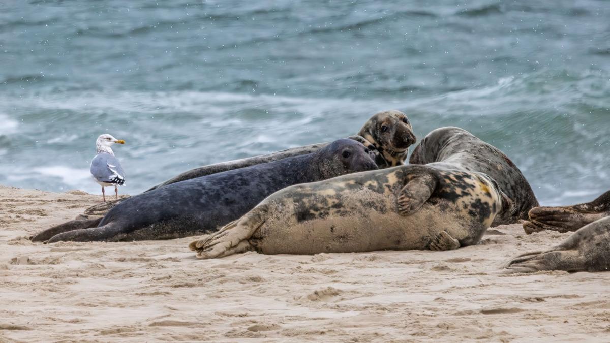 #Vogelgrippe lässt Hunderte Robben verenden